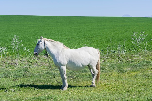 Белая лошадь в деревне