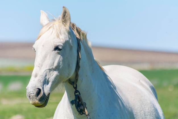 Cavallo bianco in campagna