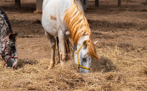 農場でわらを食べる白い馬