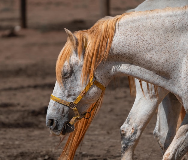 White horse eating straw in a farm