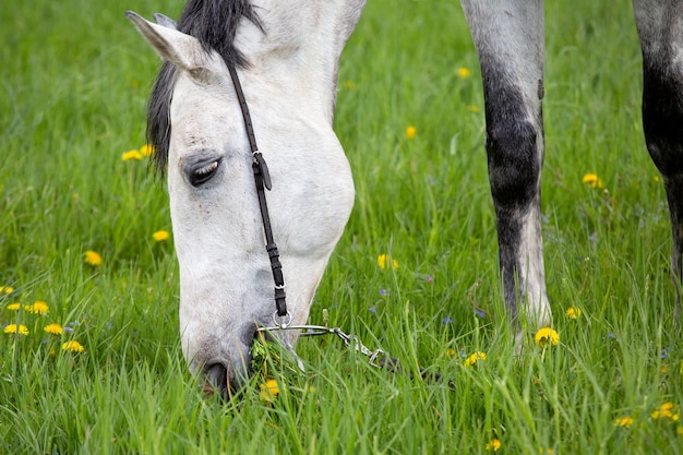 Белая лошадь ест траву крупным планом