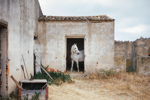 Foto cavallo bianco in fattoria