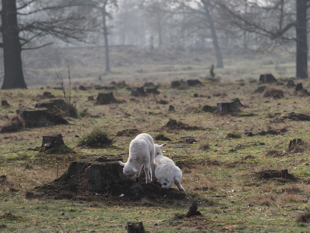 Photo white horse in a field