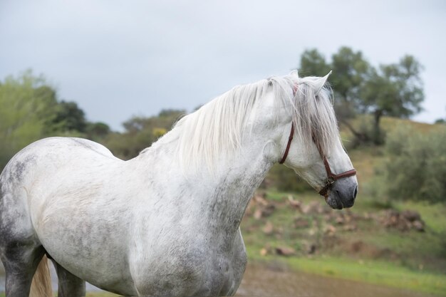 Photo white horse in the field