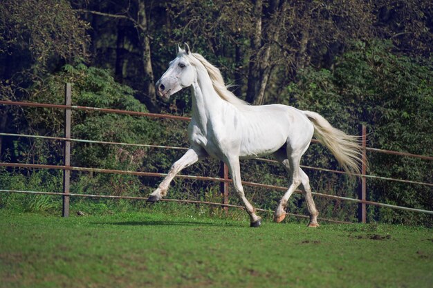 野原の白い馬