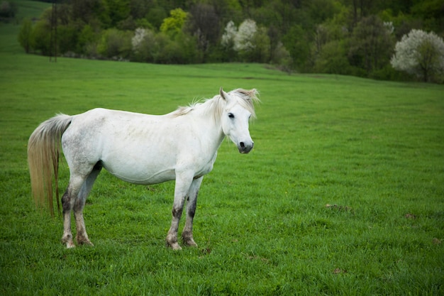 White horse on the field