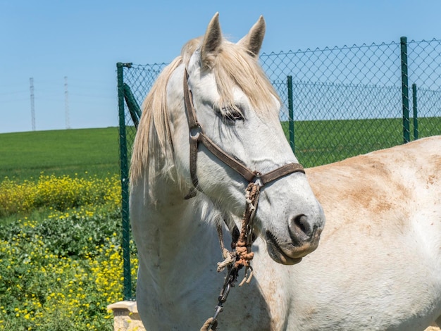 フィールドの白い馬