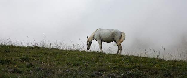 White horse in the fog