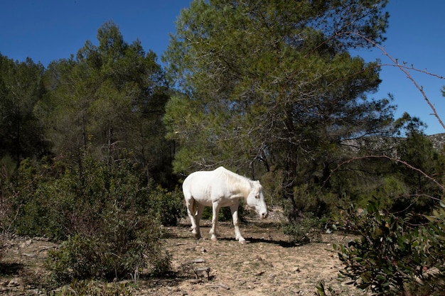 White horse in full growth in nature