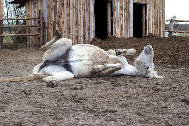 A white horse funny somersault on ground