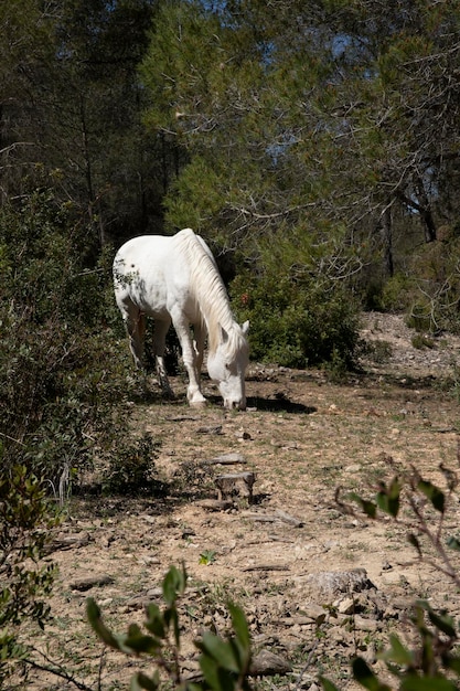 White horse grazes and walks in nature