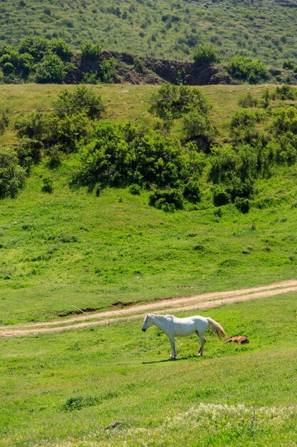 Cavallo bianco che pasce sul pascolo verde nelle montagne caucasiche