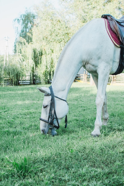 写真 牧草地で放牧している白い馬