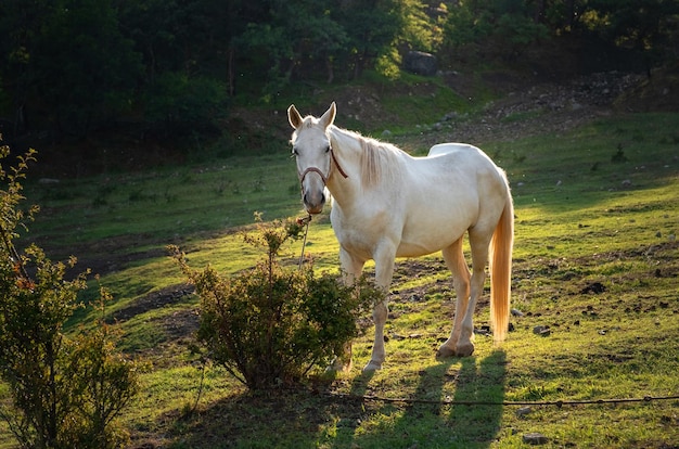 White horse grazing on pasture at sundown in orange sunny beams Beauty world