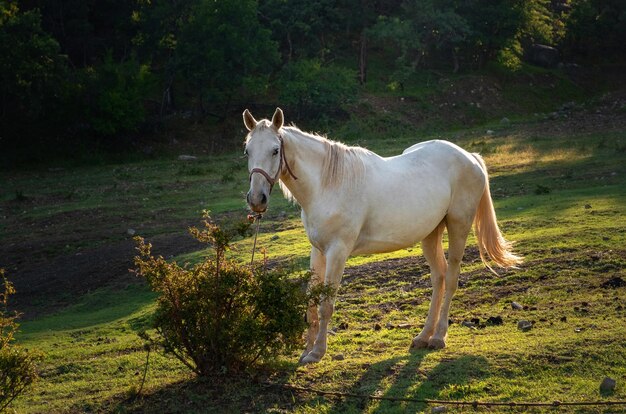 White horse grazing on pasture at sundown in orange sunny beams Beauty world