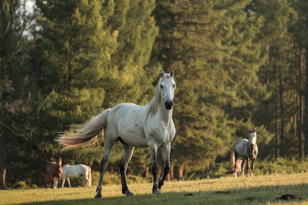 Un cavallo bianco al pascolo nell'alba d'estate