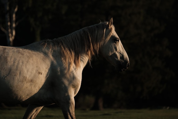 A white horse grazing in the summer sunrise