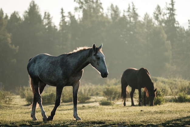 Un cavallo bianco al pascolo nell'alba d'estate