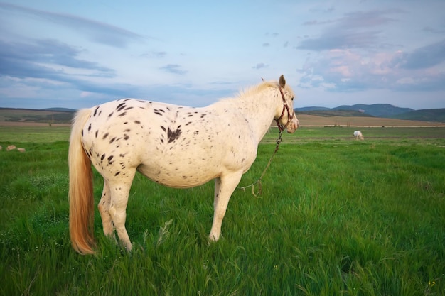Белая лошадь на зеленом поле