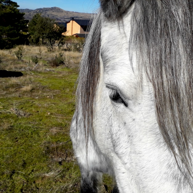 white horse head with gray hair very close up