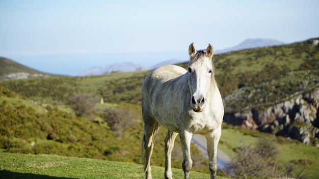 Photo a white horse is standing on a hill with a mountain in the background