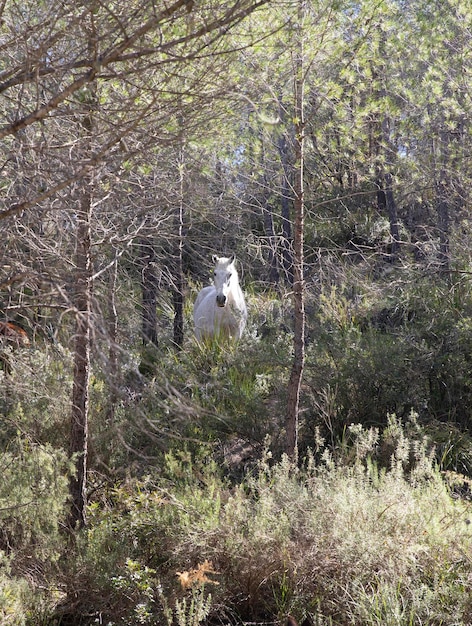 The white horse itself walks in the forest among the trees