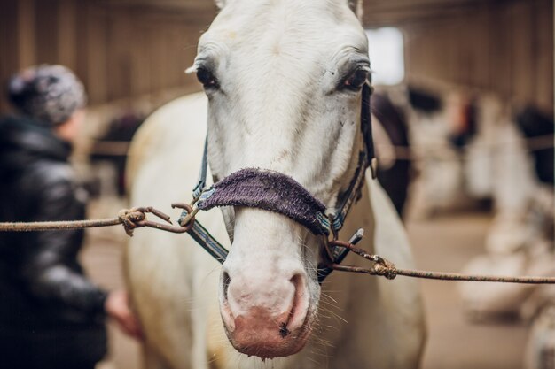 The white horse looks directly into the camera. Horse close-up. A funny portrait of a horse. Funny horse muzzle.