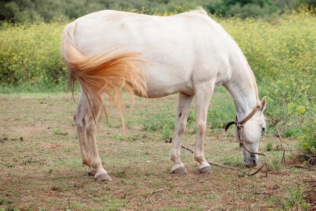 Cavallo bianco nel prato che pasce