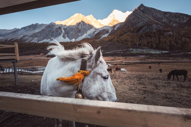 White horse on meadow with shining mountain at sunset