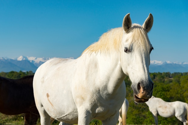 White horse in the meadow