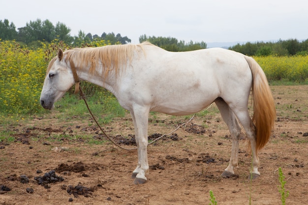 White horse in the meadow