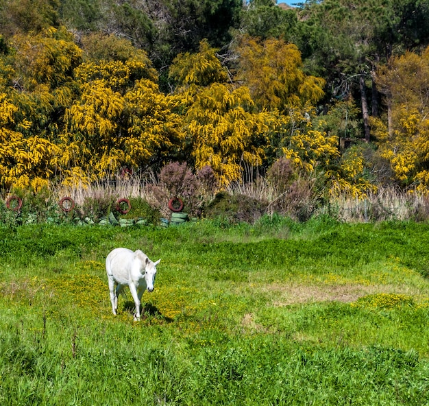 Foto cavallo bianco in un prato