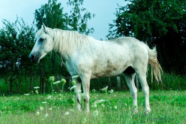 牧草地の白い馬が緑の草を食べる 日没時に馬が緑の牧草地を歩く 畜産農場の肉と牛乳の生産