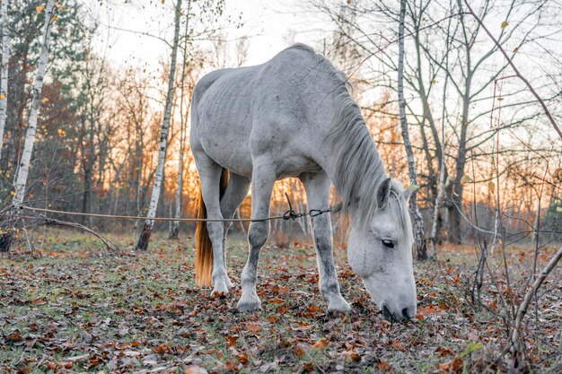 White horse on a pasture in the forest at sunset in autumn