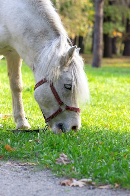 A white horse plucks the grass in the city park Ukraine Zaporozhye Park Oak Guy