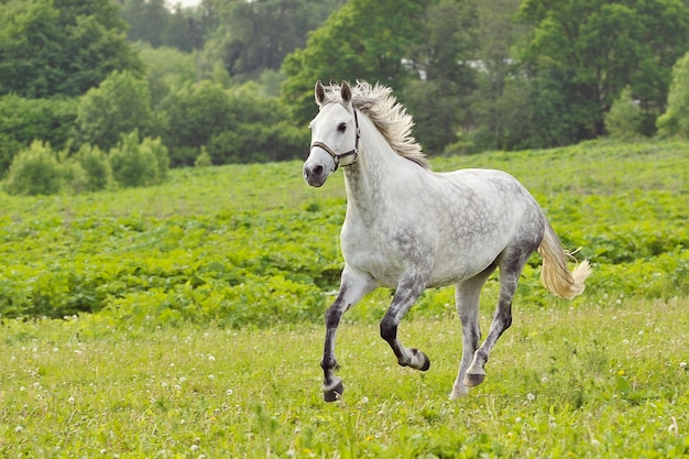 Photo white horse run gallop on green meadow in summer day, outdoors, horizontal. shallow dof, focus on horse. shooting with panning.