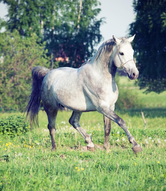 Photo white horse running on grassy land