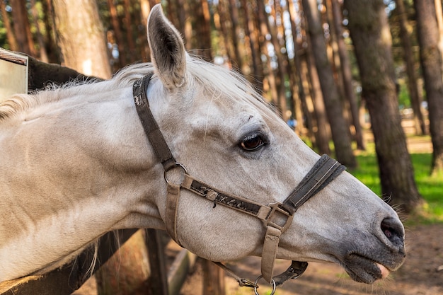 White Horse&#39;s head with bridle