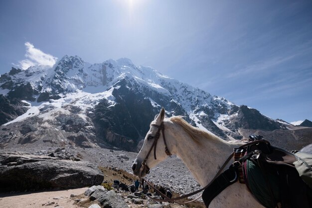 White horse in Salkantay Mountain in Peru