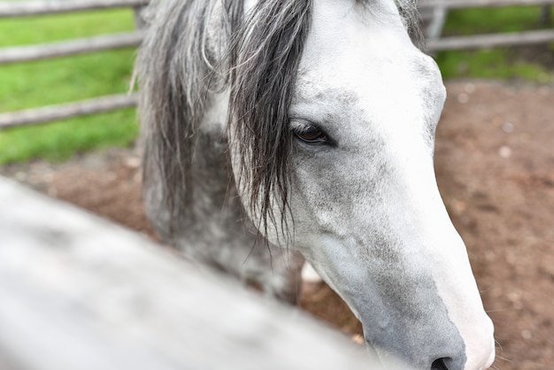 White horse in the stable