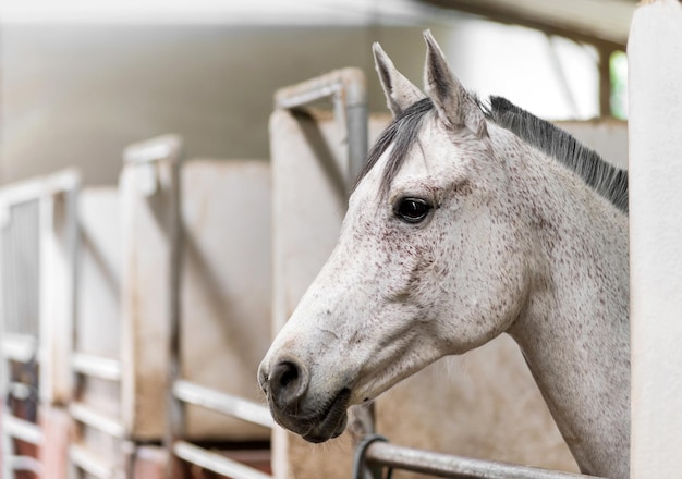 White horse standing in stall