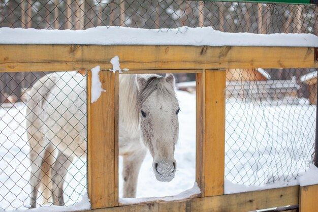 Белая лошадь просунула голову через забор, чтобы ее покормили