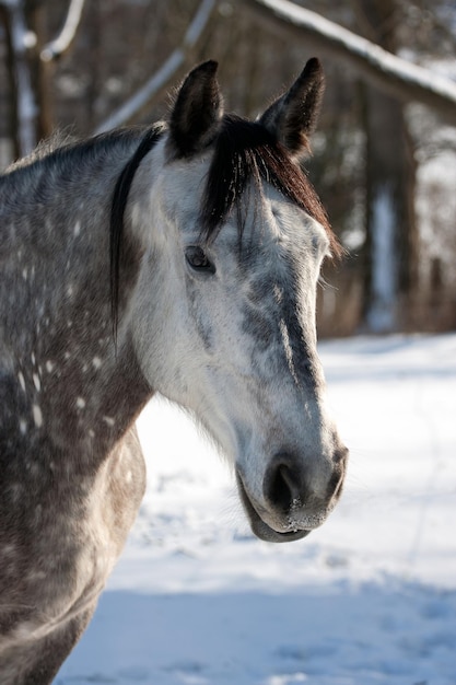 White horse in winter