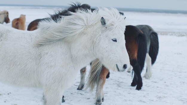 A white horse with a black mane stands in the snow