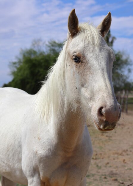 Foto un cavallo bianco con un occhio azzurro