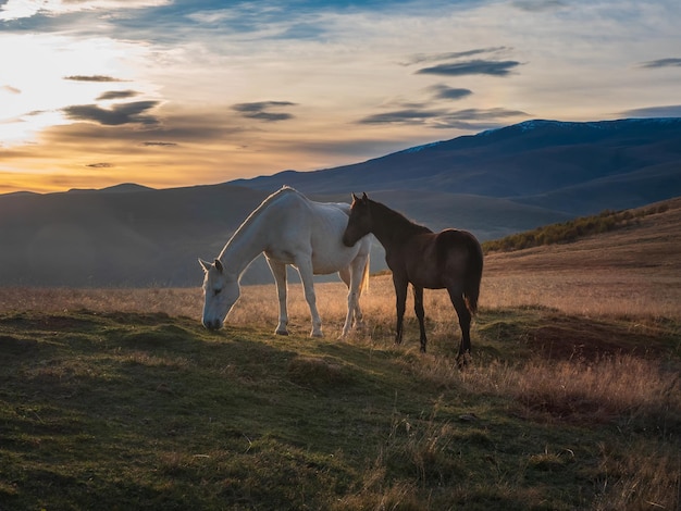 夕暮れ時の茶色の子馬と白い馬 白い雪に覆われた山の背景に秋の牧草地でポーズをとる美しい馬