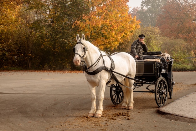 White horse with carriage, waiting for some tourists outside the Red Gate to Jaegersborg Dyrehave close to Copenhagen.