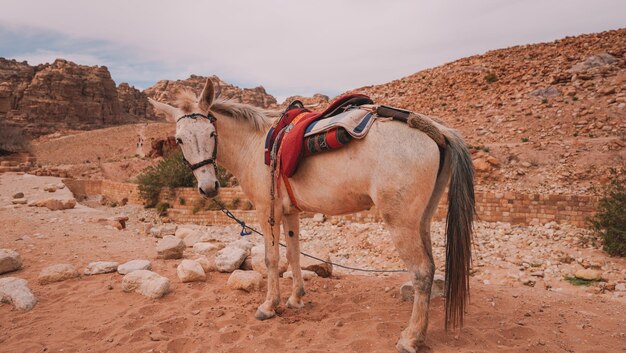 A white horse with a saddle on it