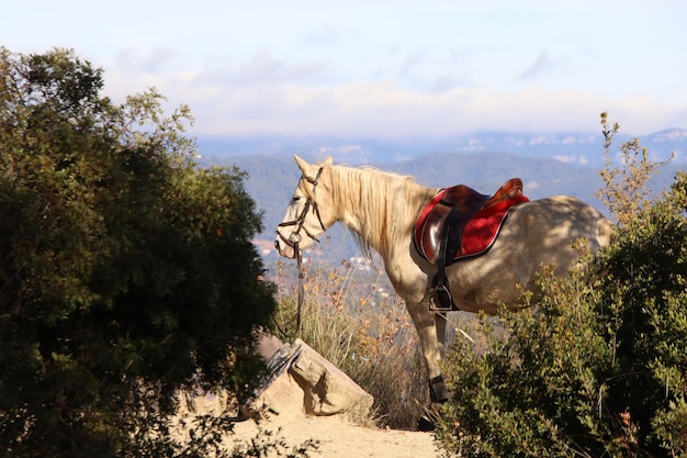 White horse with saddle on the mountain