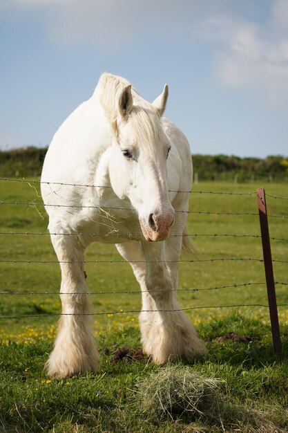 Foto cavallo bianco